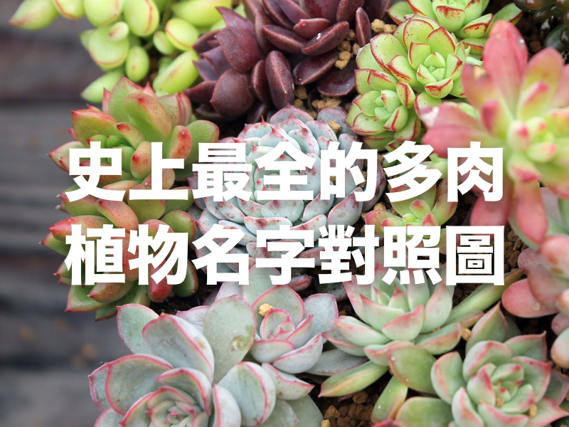 史上最全的多肉植物名字對照圖 史上最全的多肉植物名字對照圖