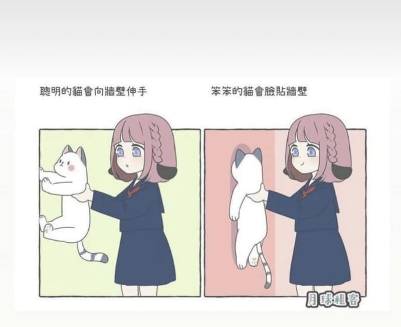 「貓咪智力測驗」如何測試自己家的貓聰不聰明