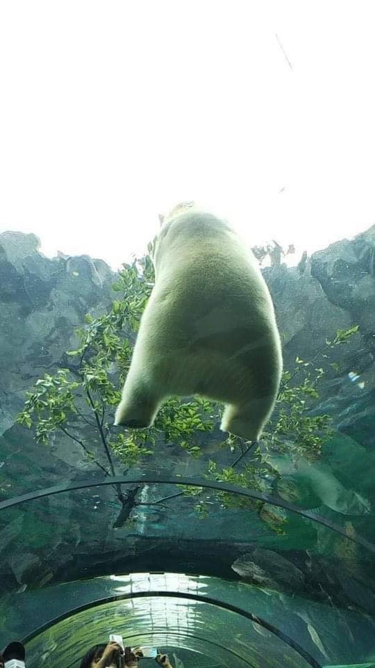 超萌：日本動物園北極熊屁屁坐玻璃