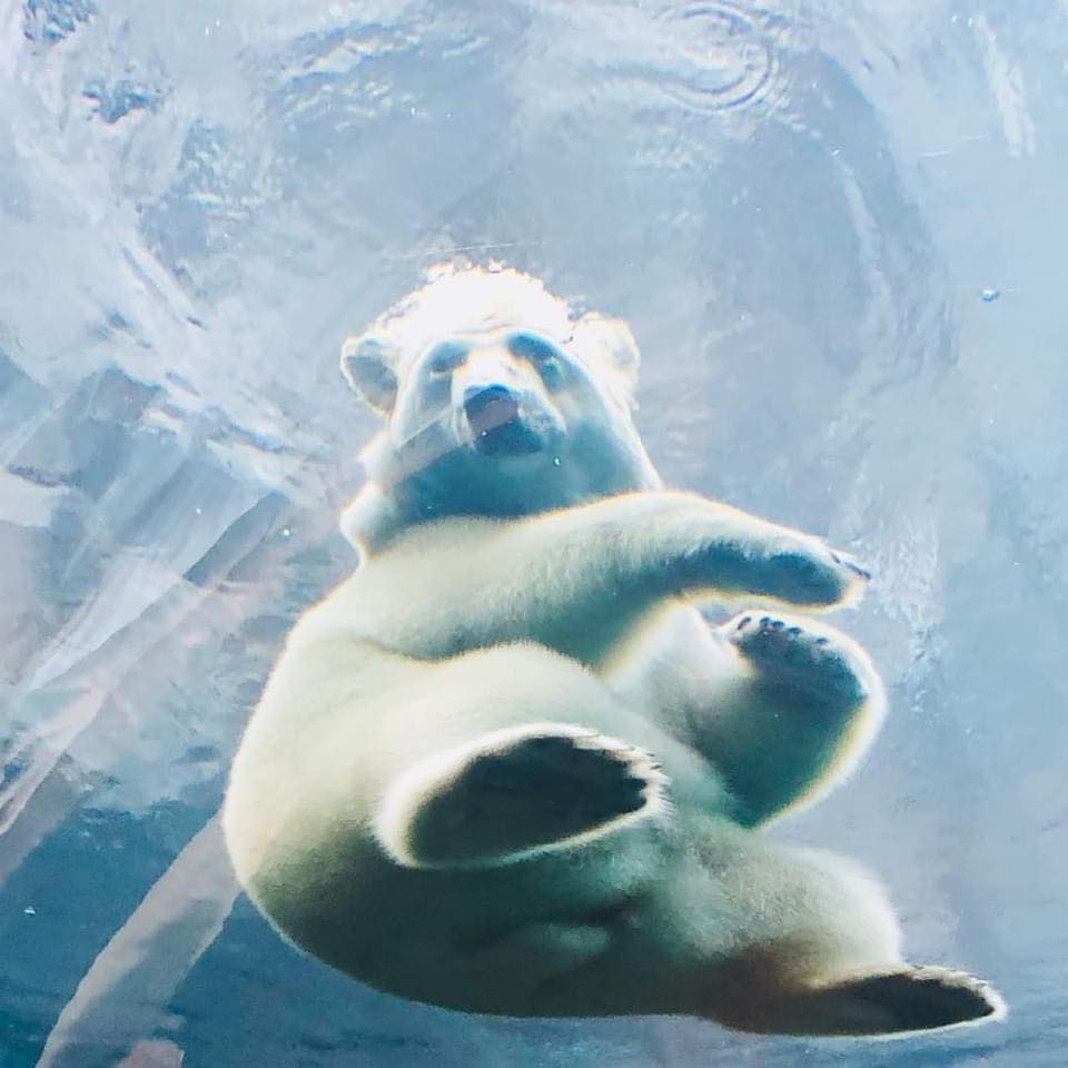 超萌：日本動物園北極熊屁屁坐玻璃