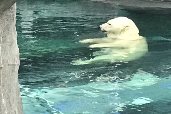超萌：日本動物園北極熊屁屁坐玻璃