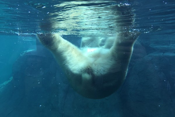 超萌：日本動物園北極熊屁屁坐玻璃