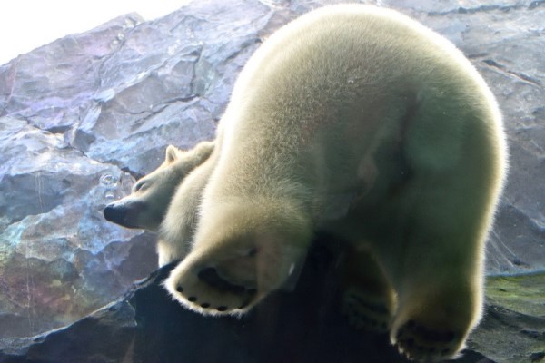 超萌：日本動物園北極熊屁屁坐玻璃