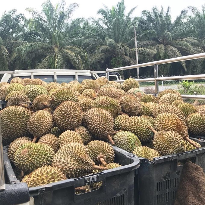 吉隆坡市中心吃榴槤