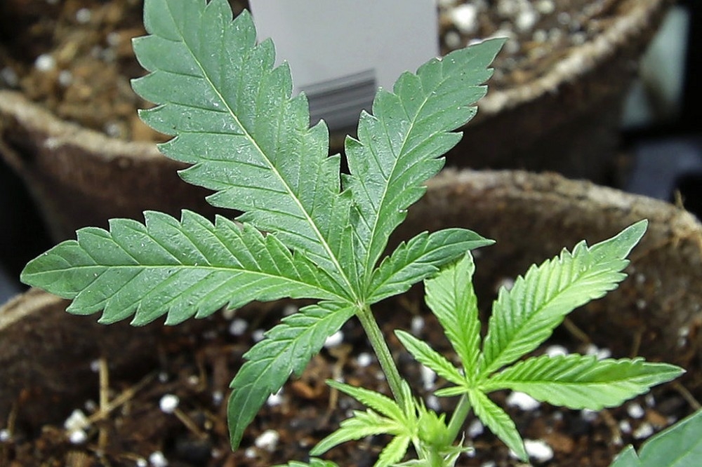 萬寧售大麻酚產品 4員工協助調查