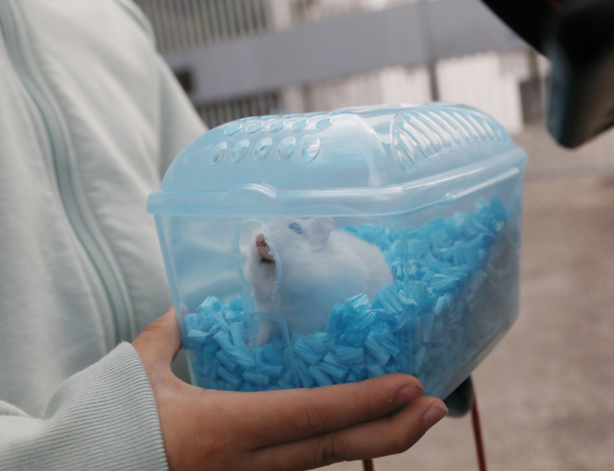港大研究：新冠病毒 致睾丸萎縮、精子減少