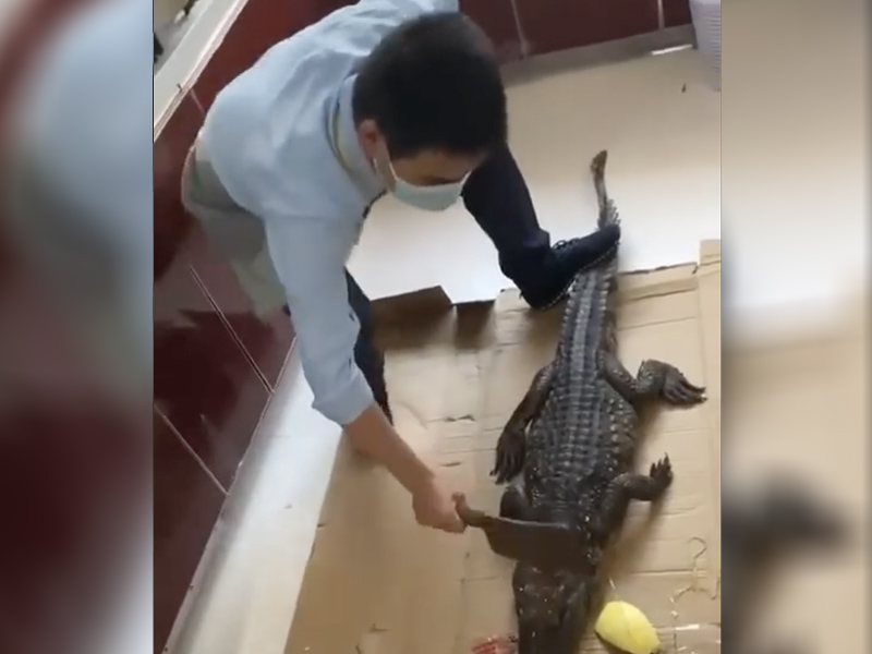 淘寶活鱷魚 正想廚房劏的時候 結果 ...