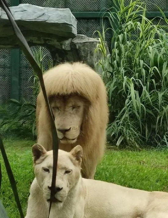 廣州動物園幫獅子剪齊劉海？