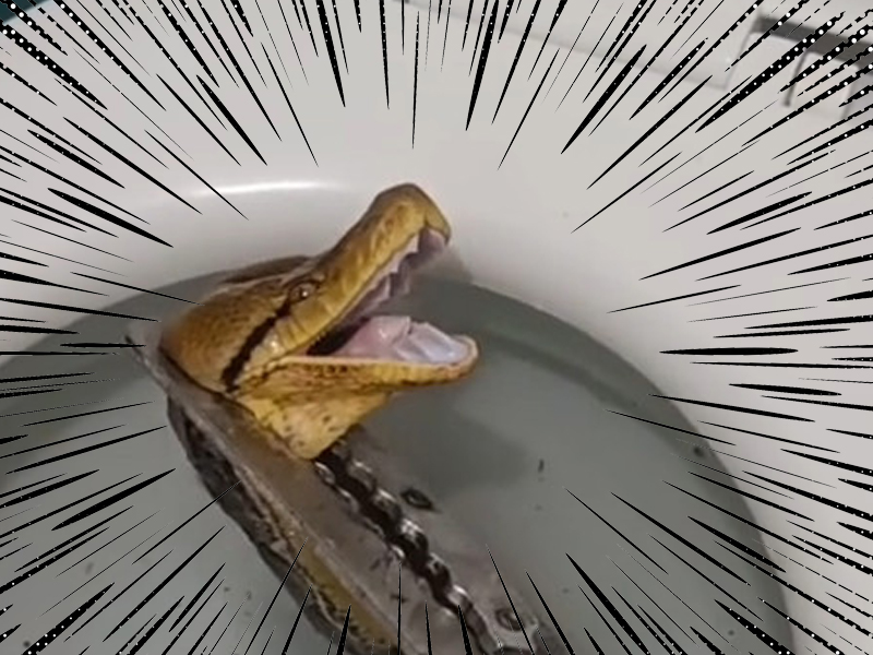 好驚嚇 ... 大便低頭驚見「大蛇張嘴」