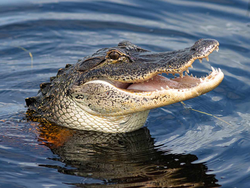 被鱷魚咬住小腿 男子情急下用一招脫險