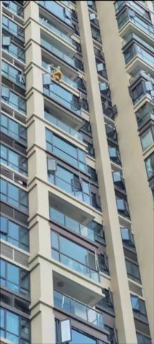 偷吃女主播！國企老總兒躲捉姦，攀外牆墜樓片瘋傳