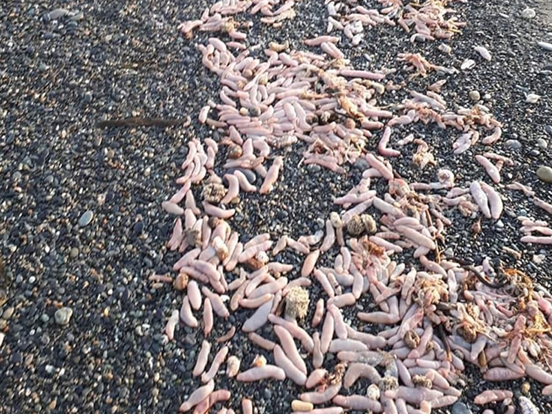 「陰莖魚」大量出沒