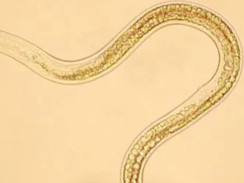 成功復活冰封4.6萬年的線蟲，對人類意味著什麼？
