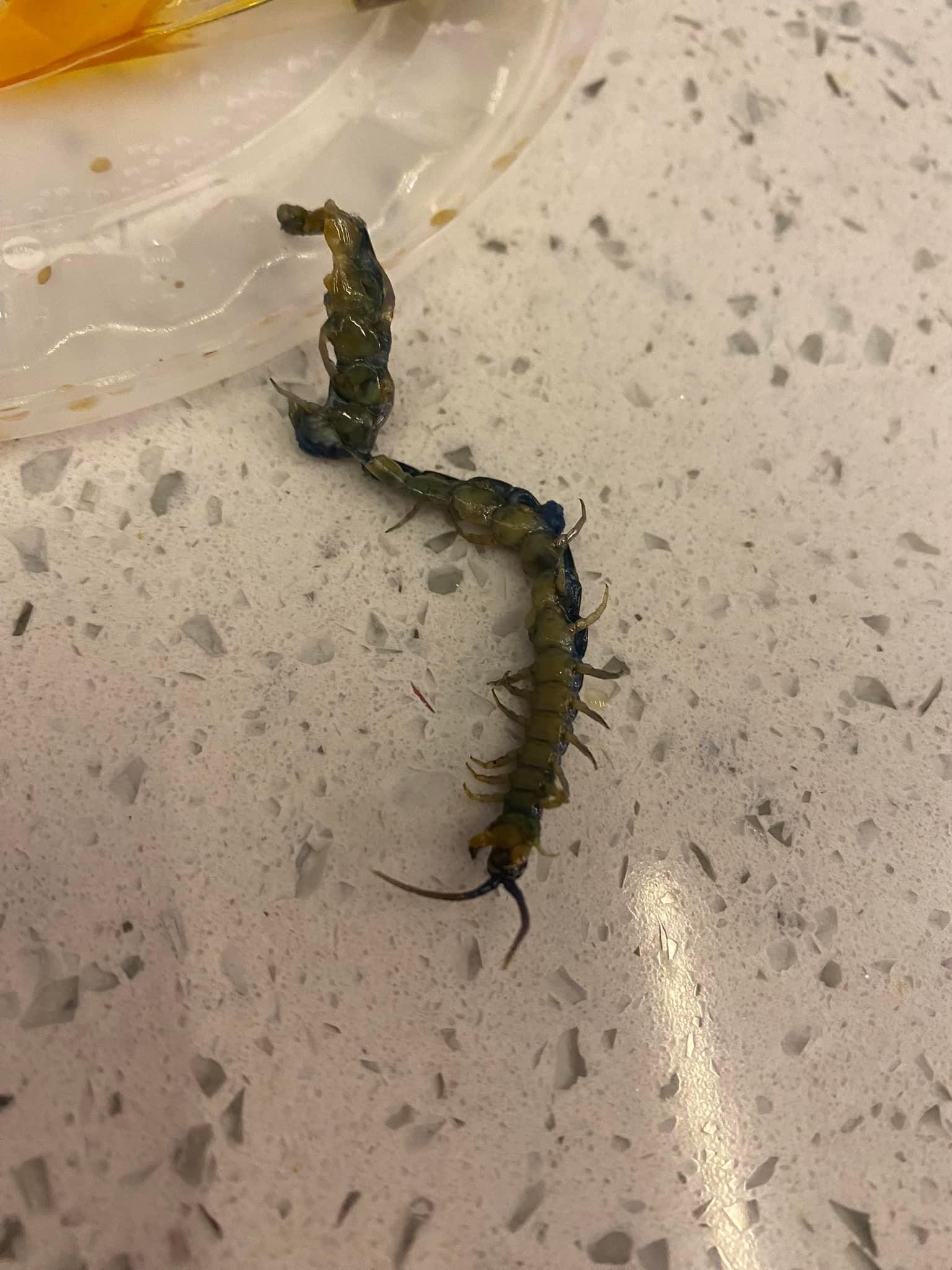 食車仔麵食到蜈蚣