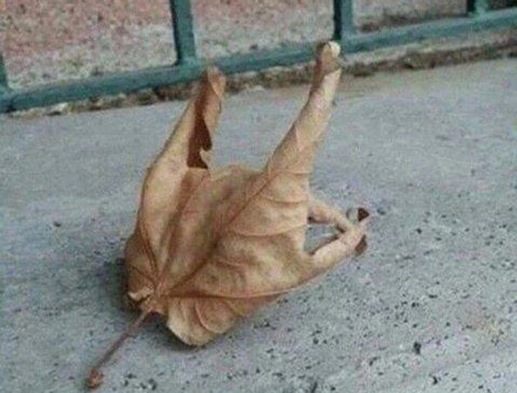 21 張神秘又美麗的照片