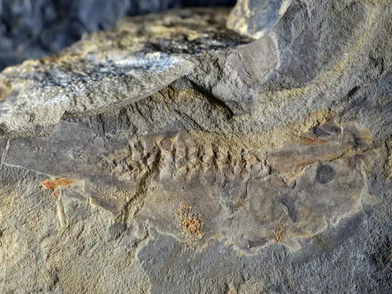 1.6億年前巨型蝌蚪化石面世! 1.6億年前巨型蝌蚪化石面世!