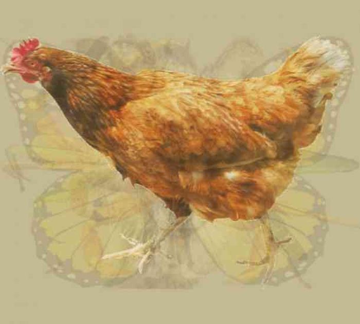 第一眼看出什麼動物，你就是什麼人