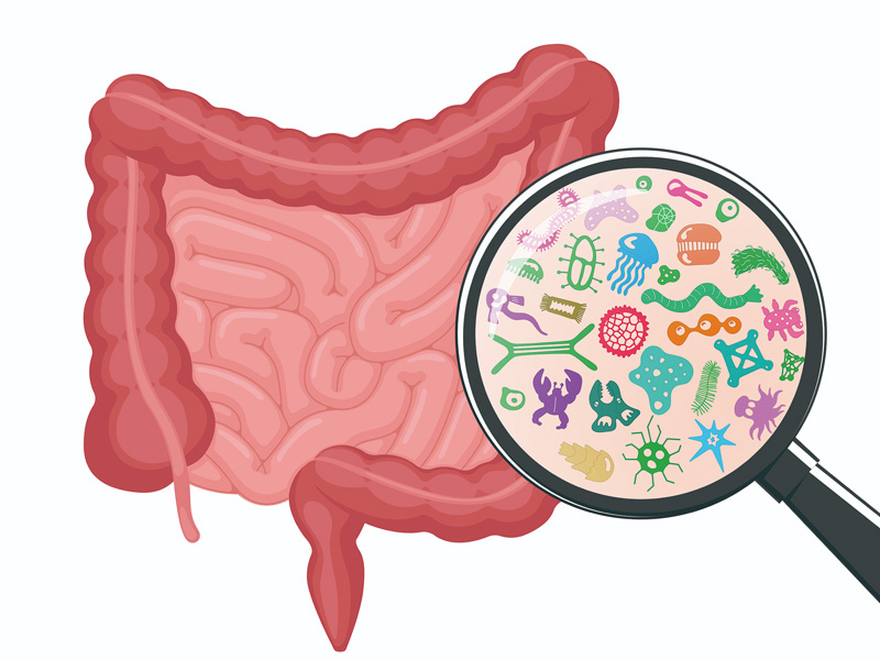 腸道是人體最大免疫器官