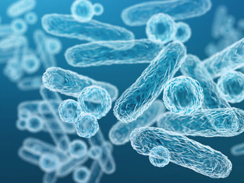 科學界震驚,益生菌增強病原體毒性 科學界震驚,益生菌增強病原體毒性