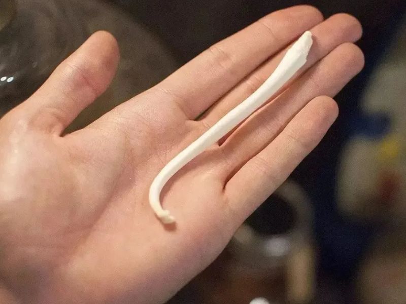 為什麼人類進化的時候,沒有了陰莖骨? 為什麼人類進化的時候,沒有了陰莖骨?