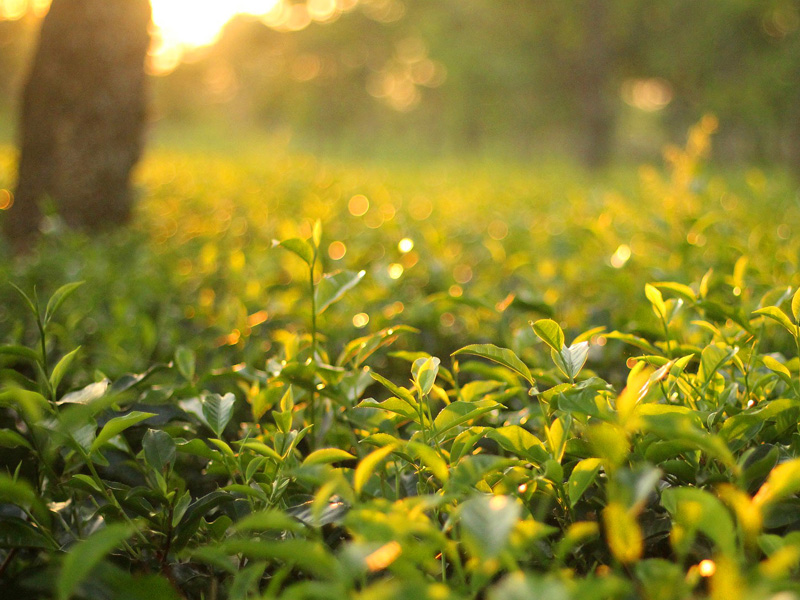 十一句話，能聽懂三句，已經是人上人了！