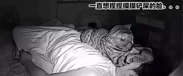 喵咪晚上在做什麼呢？泰男，偷拍了貓咪夜晚的活動！