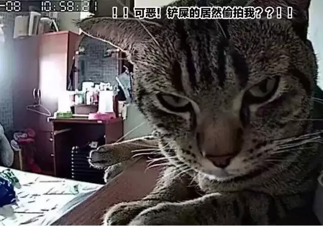 喵咪晚上在做什麼呢？泰男，偷拍了貓咪夜晚的活動！