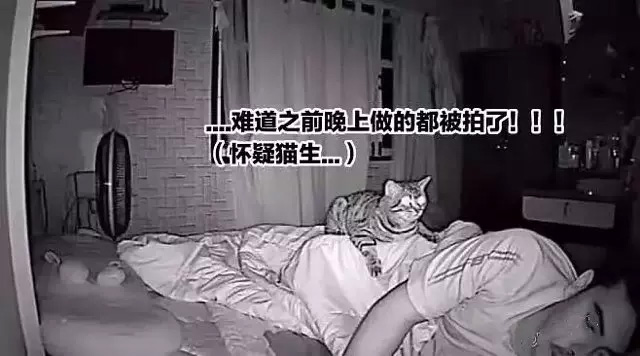 喵咪晚上在做什麼呢？泰男，偷拍了貓咪夜晚的活動！