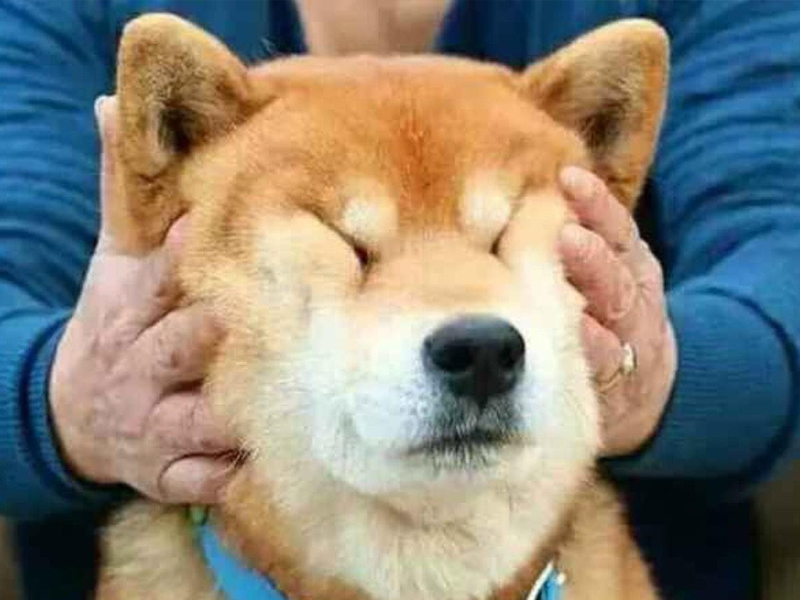 人們在摸狗頭的時候，對狗來說意味着什麼？